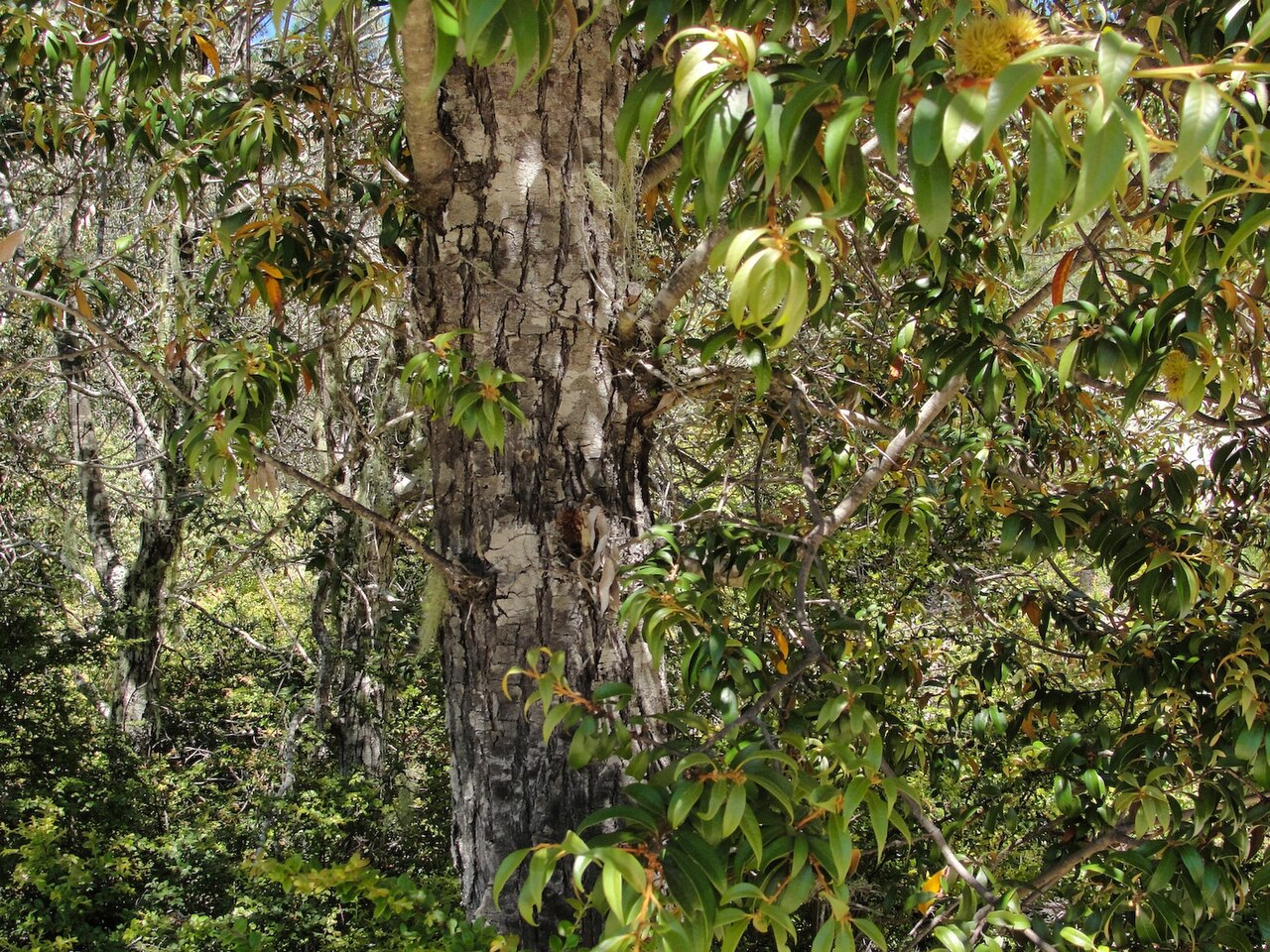 Giant chinquapin: Giant Chinquapin Chrysolepis chrysophylla bark and foliage, Howard King Trail, Big Basin State Park, California.