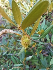 Bush chinquapin (Chrysolepis sempervirens)