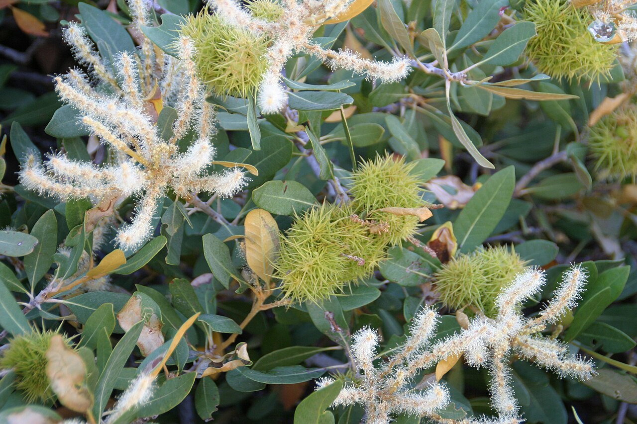 Bush chinquapin: Chrysolepis sempervirens . Owens Valley, California.