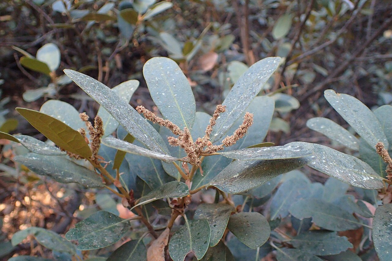 Bush chinquapin: Chrysolepis sempervirens in Sequoia NP, California, USA