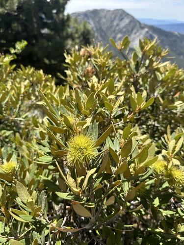 Bush chinquapin (Chrysolepis sempervirens)