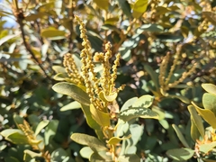 Bush chinquapin (Chrysolepis sempervirens)