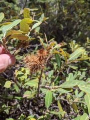 Bush chinquapin (Chrysolepis sempervirens)
