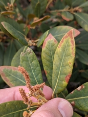 Bush chinquapin (Chrysolepis sempervirens)