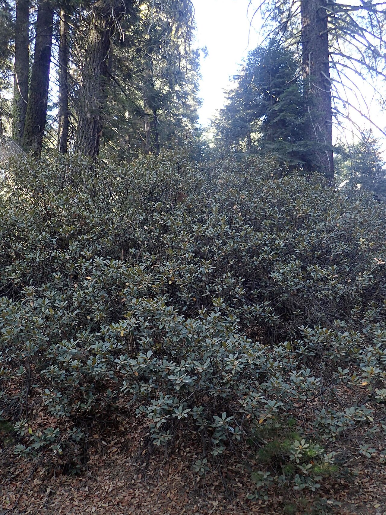 Bush chinquapin: Chrysolepis sempervirens in Sequoia NP, California, USA