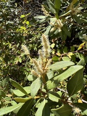 Bush chinquapin (Chrysolepis sempervirens)