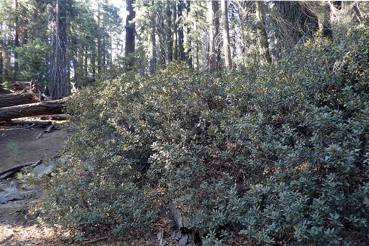 Bush chinquapin: Chrysolepis sempervirens in Sequoia NP, California, USA