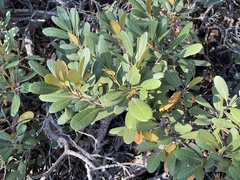 Bush chinquapin (Chrysolepis sempervirens)