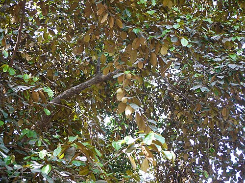 Star apple: Chrysophyllum cainito