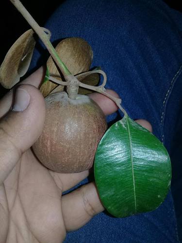 Star apple (Chrysophyllum cainito)