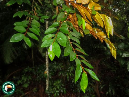 Star apple (Chrysophyllum cainito)