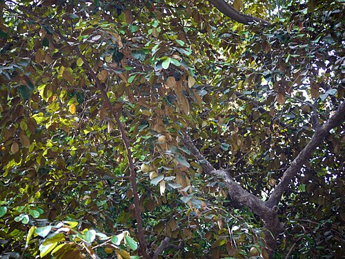 Star apple: Chrysophyllum cainito