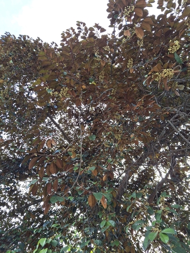 Star apple (Chrysophyllum cainito)