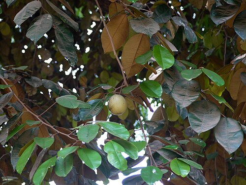 Star apple: Chrysophyllum cainito