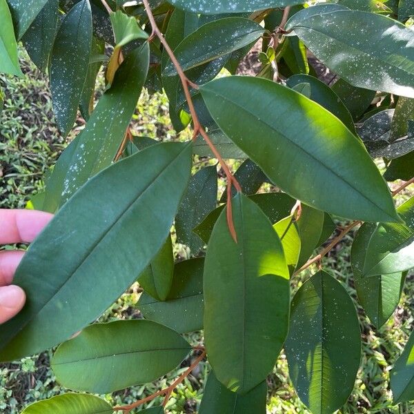 Star apple (Chrysophyllum cainito)