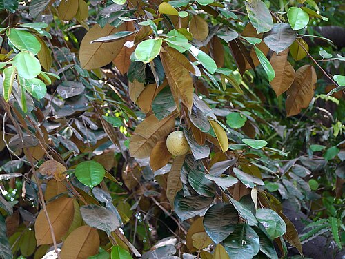 Star apple: Chrysophyllum cainito