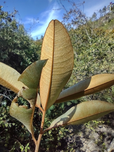 Star apple (Chrysophyllum cainito)