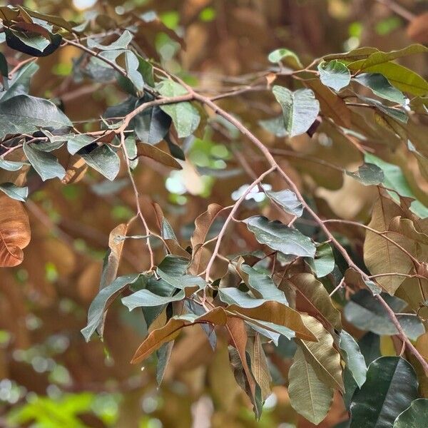 Star apple (Chrysophyllum cainito)