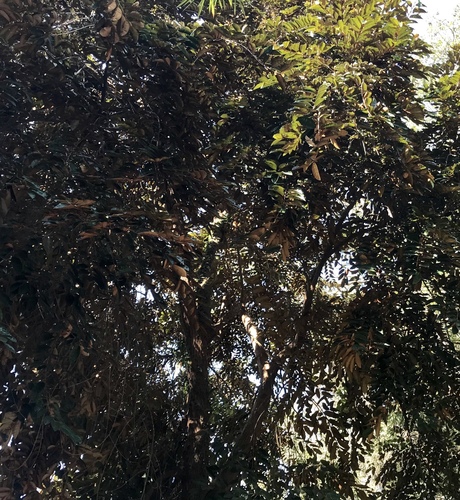 Star apple (Chrysophyllum cainito)
