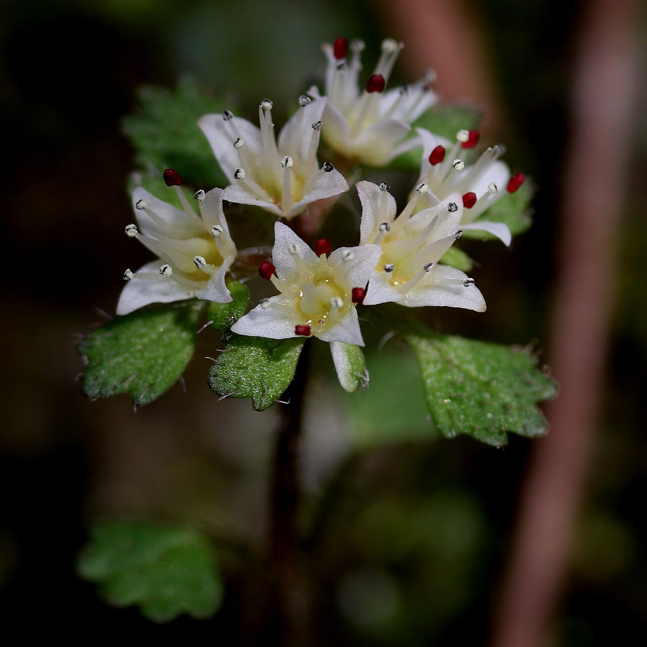 Chrysosplenium album: Chrysosplenium album in Yamagata, Gifu Prefecture, Japan.
