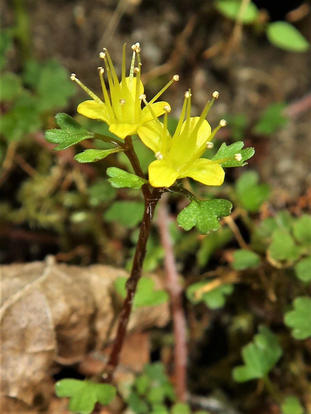 Chrysosplenium album: Chrysosplenium album var. flavum , Tono area, Gifu pref., Japan