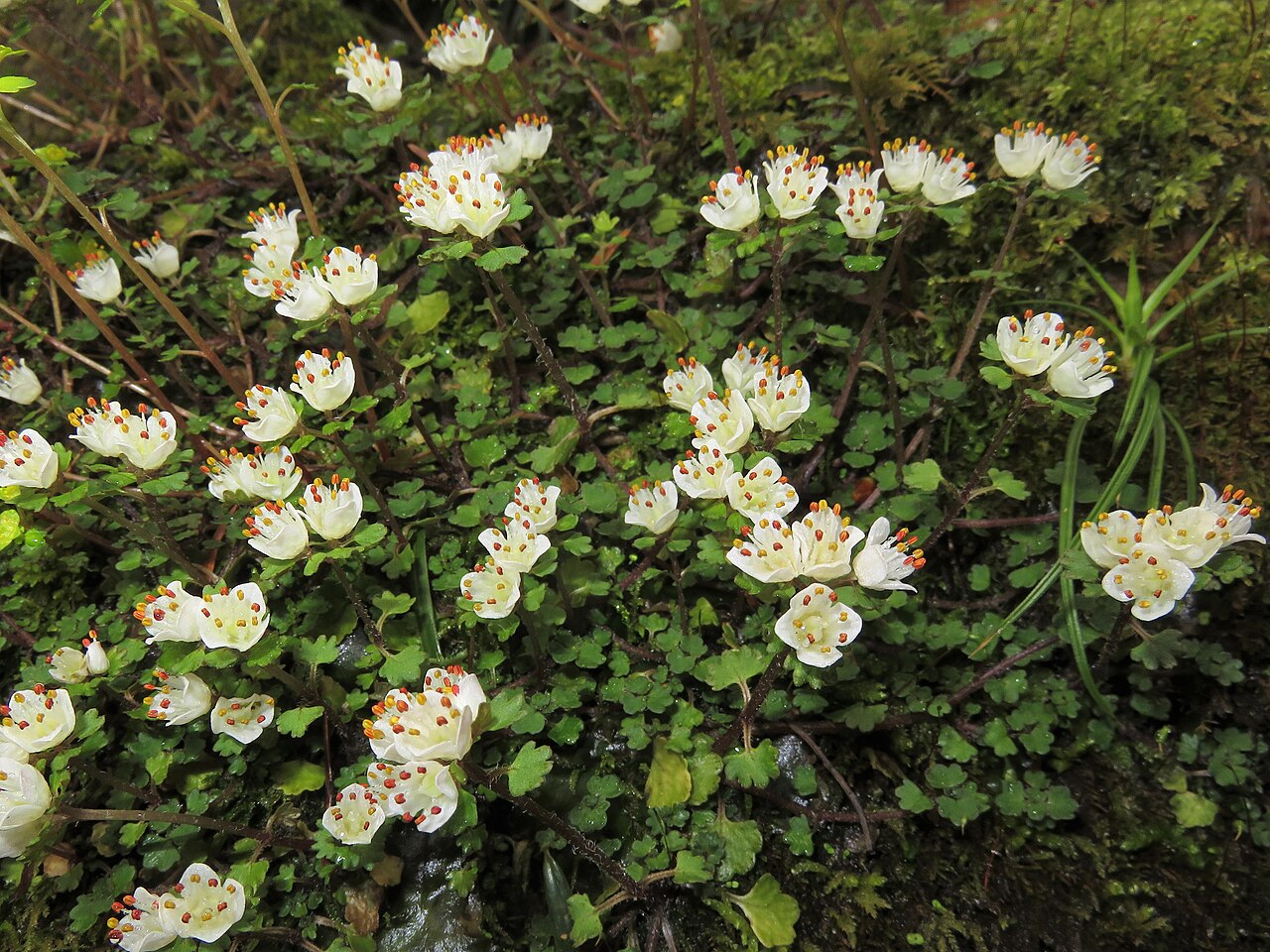 Chrysosplenium album: Chrysosplenium album var. stamineum , North area, Ibaraki pref., Japan