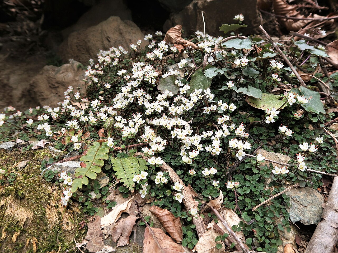 Chrysosplenium album: Chrysosplenium album var. stamineum , Hama-dori area, Fukushima pref., Japan