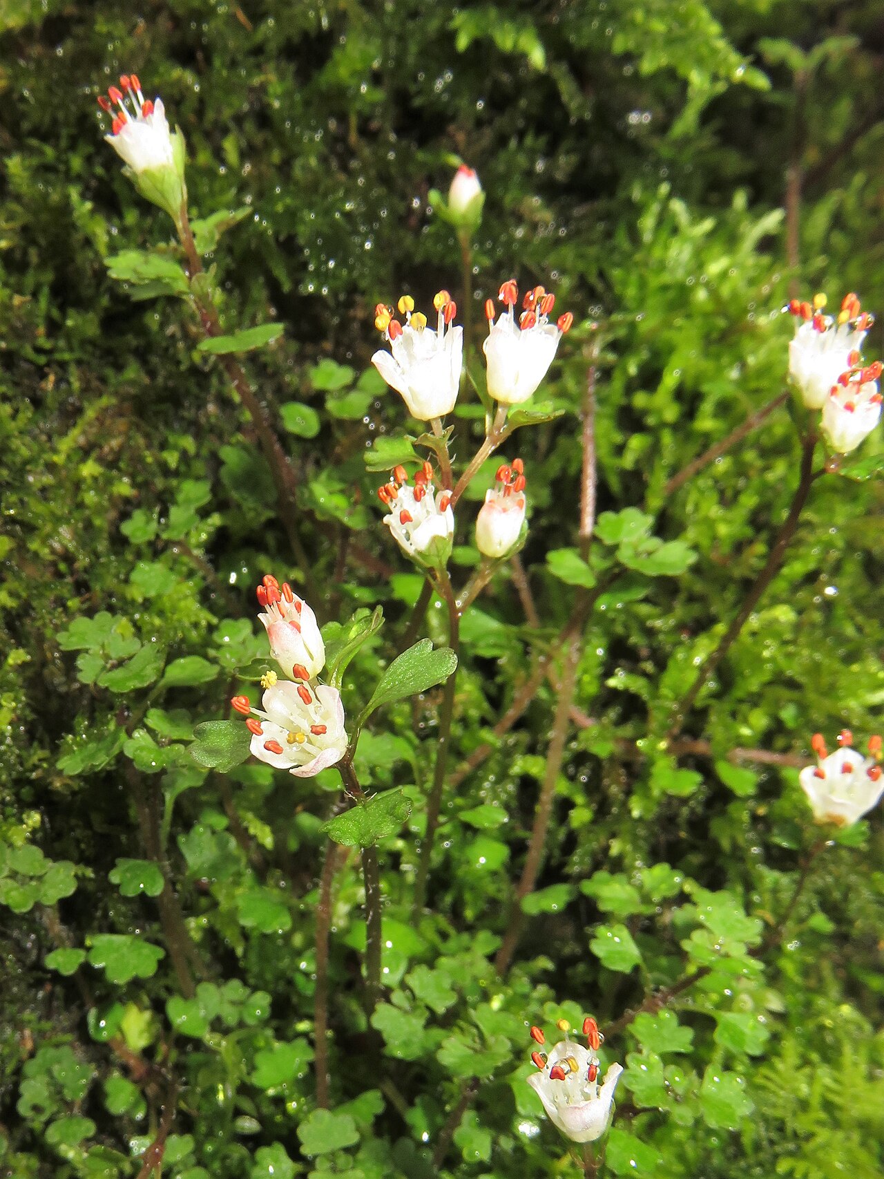 Chrysosplenium album: Chrysosplenium album var. stamineum , North area, Ibaraki pref., Japan