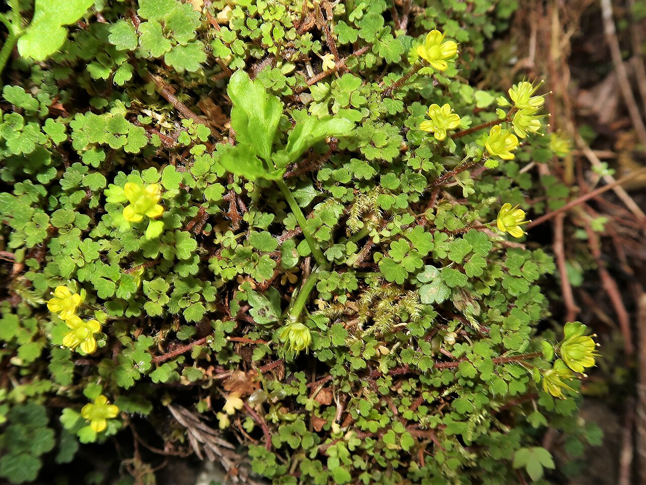 Chrysosplenium album: Chrysosplenium album var. flavum , Tono area, Gifu pref., Japan