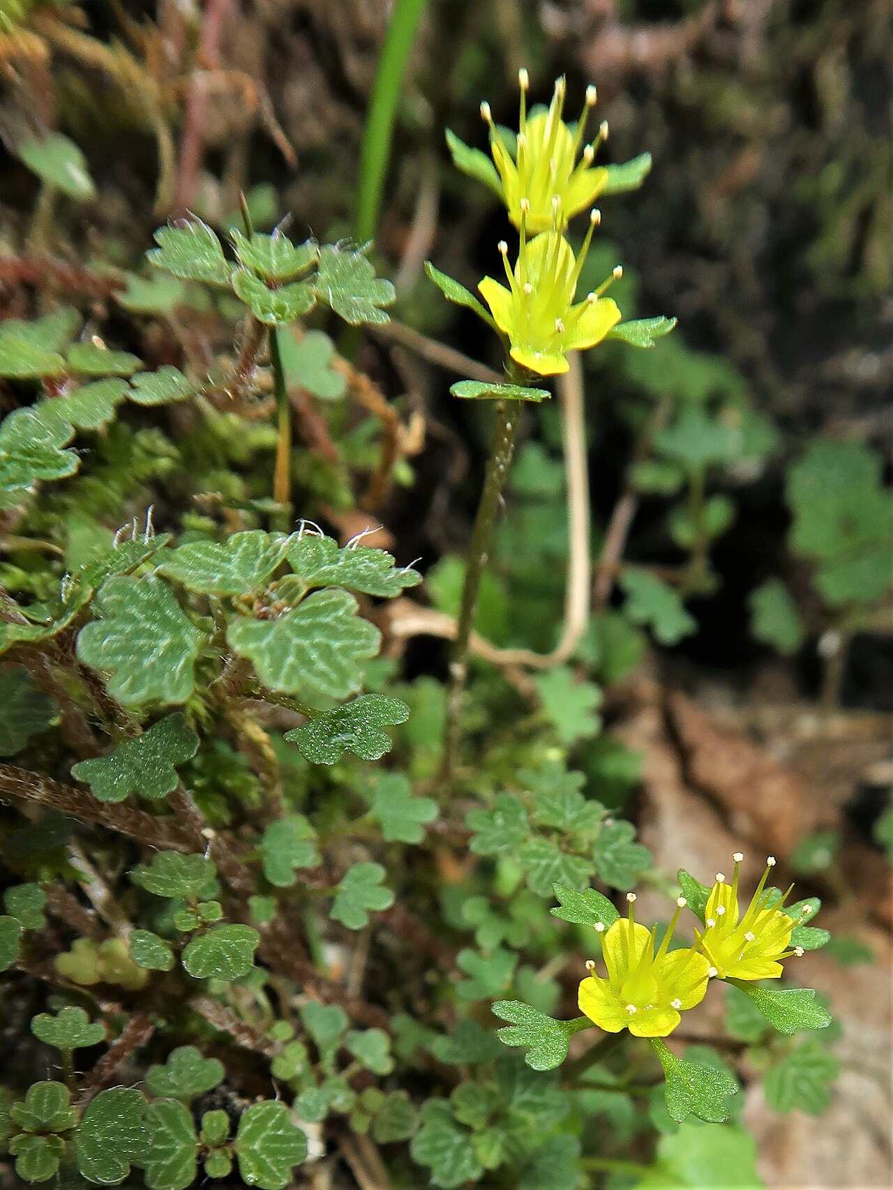 Chrysosplenium album: Chrysosplenium album var. flavum , Tono area, Gifu pref., Japan