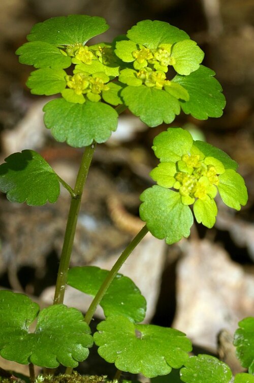 Alternate-leaf golden saxifrage: Chrysosplenium alternifolium ( Saxifragaceae ) (Alternate-leaved Golden-saxifrage) - (flowering), Ortenaukreis (Landkreis), BRD