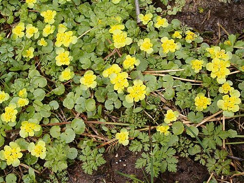 Alternate-leaf golden saxifrage (Chrysosplenium alternifolium)