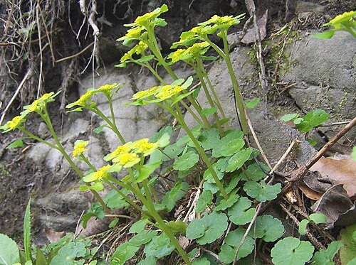 Alternate-leaf golden saxifrage: Chrysoplenium alternifolium