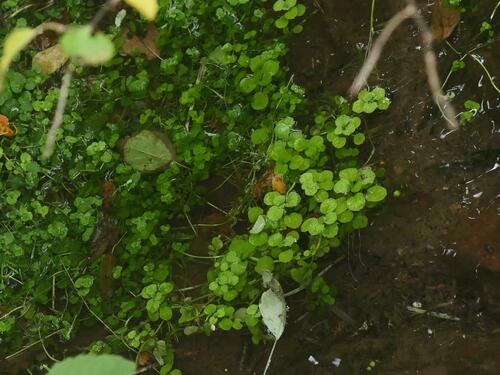 American golden saxifrage (Chrysosplenium americanum)
