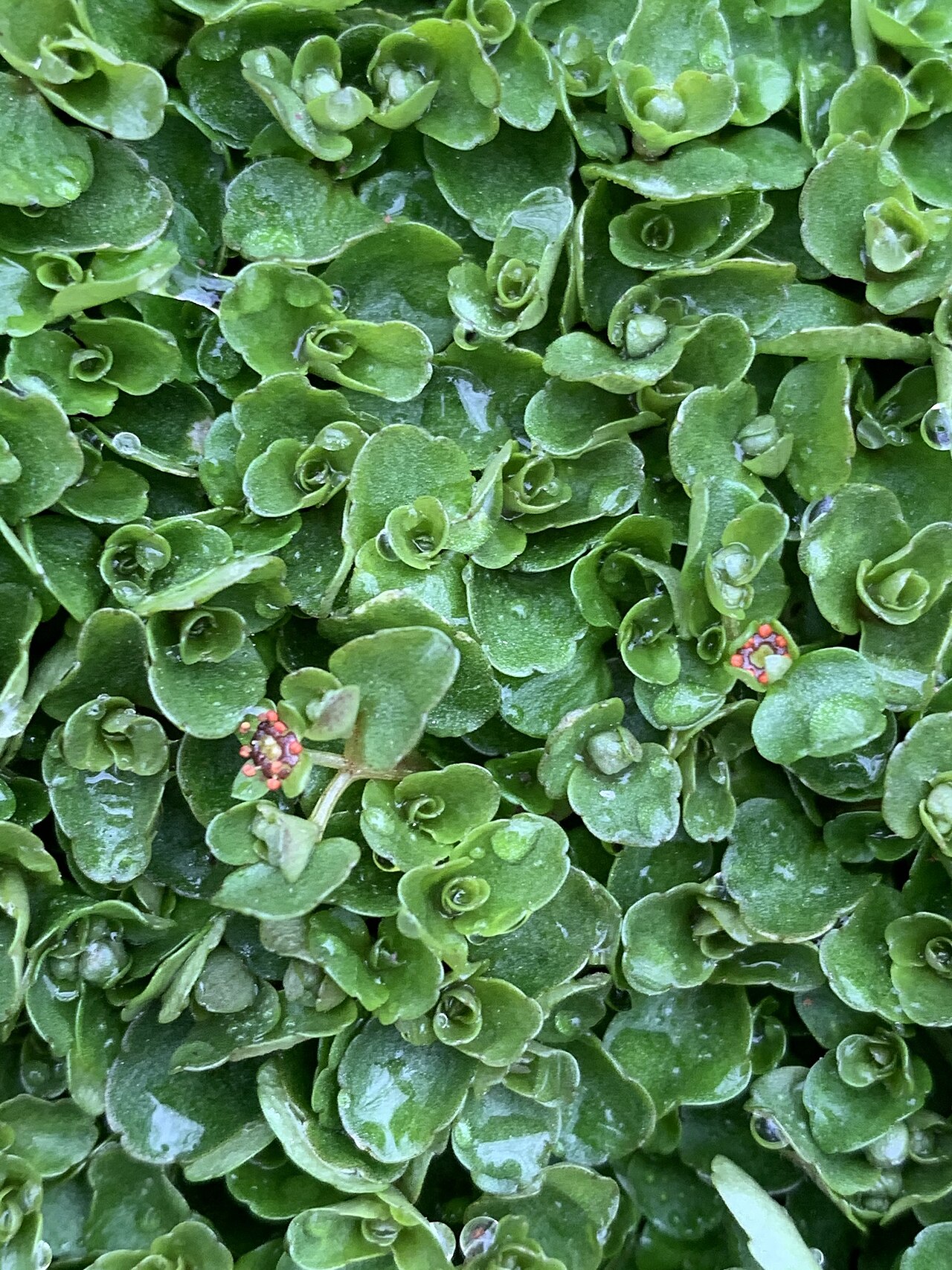 American golden saxifrage: Chrysosplenium americanum (American golden saxifrage) - Rockville, MD, US
