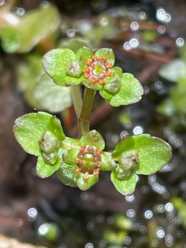 American golden saxifrage (Chrysosplenium americanum)