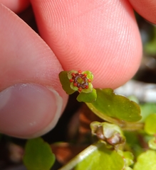 American golden saxifrage (Chrysosplenium americanum)