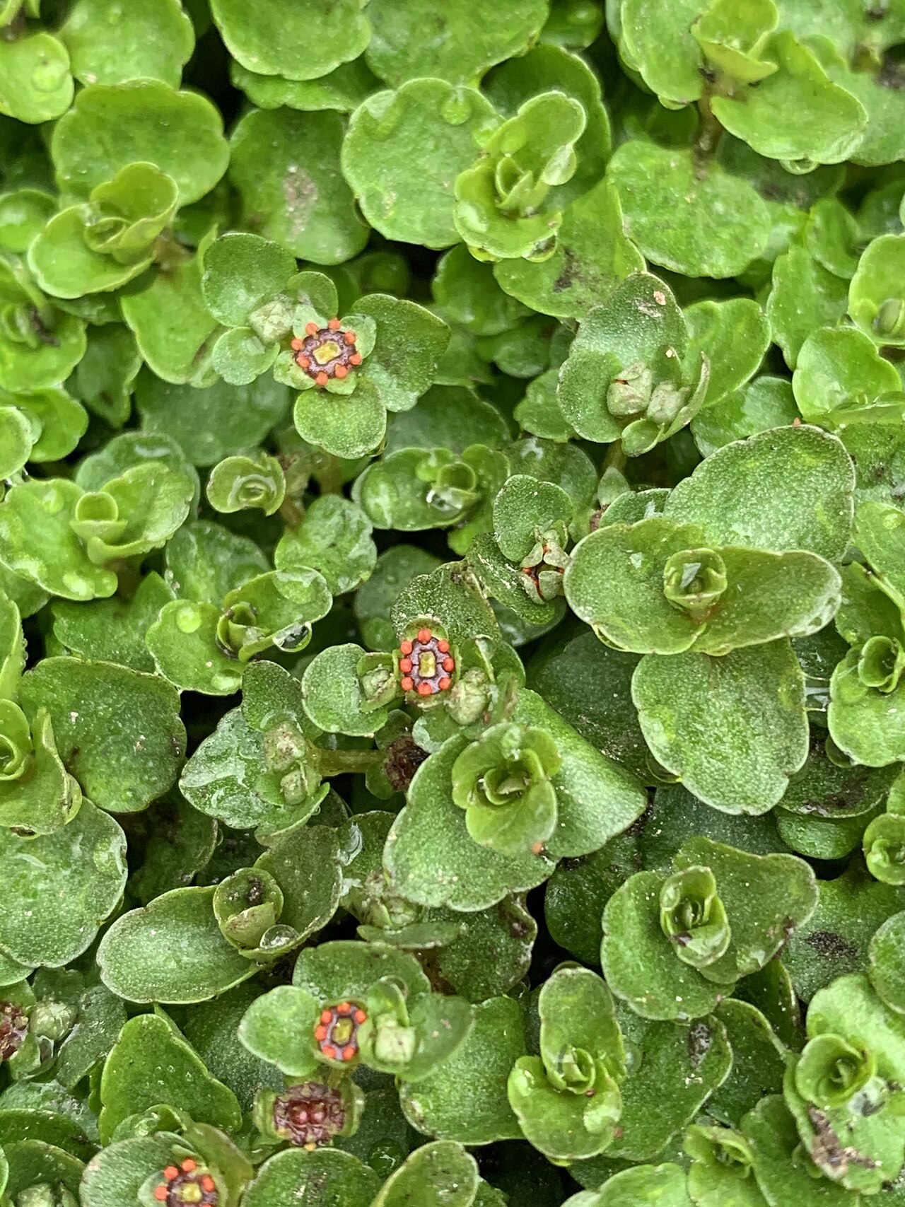 American golden saxifrage: Chrysosplenium americanum (American golden saxifrage) - Rockville, MD, US