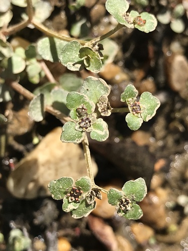 American golden saxifrage (Chrysosplenium americanum)