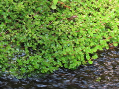 American golden saxifrage (Chrysosplenium americanum)
