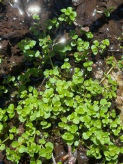 American golden saxifrage (Chrysosplenium americanum)