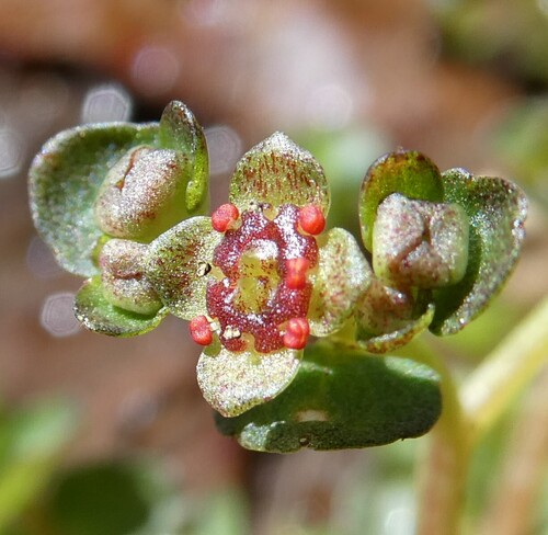American golden saxifrage (Chrysosplenium americanum)