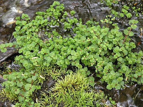 American golden saxifrage: Chrysosplenium americanum in a rill on the slopes of Mount Sagamook, Mount Carleton Provincial Park, New Brunswick, Canada.