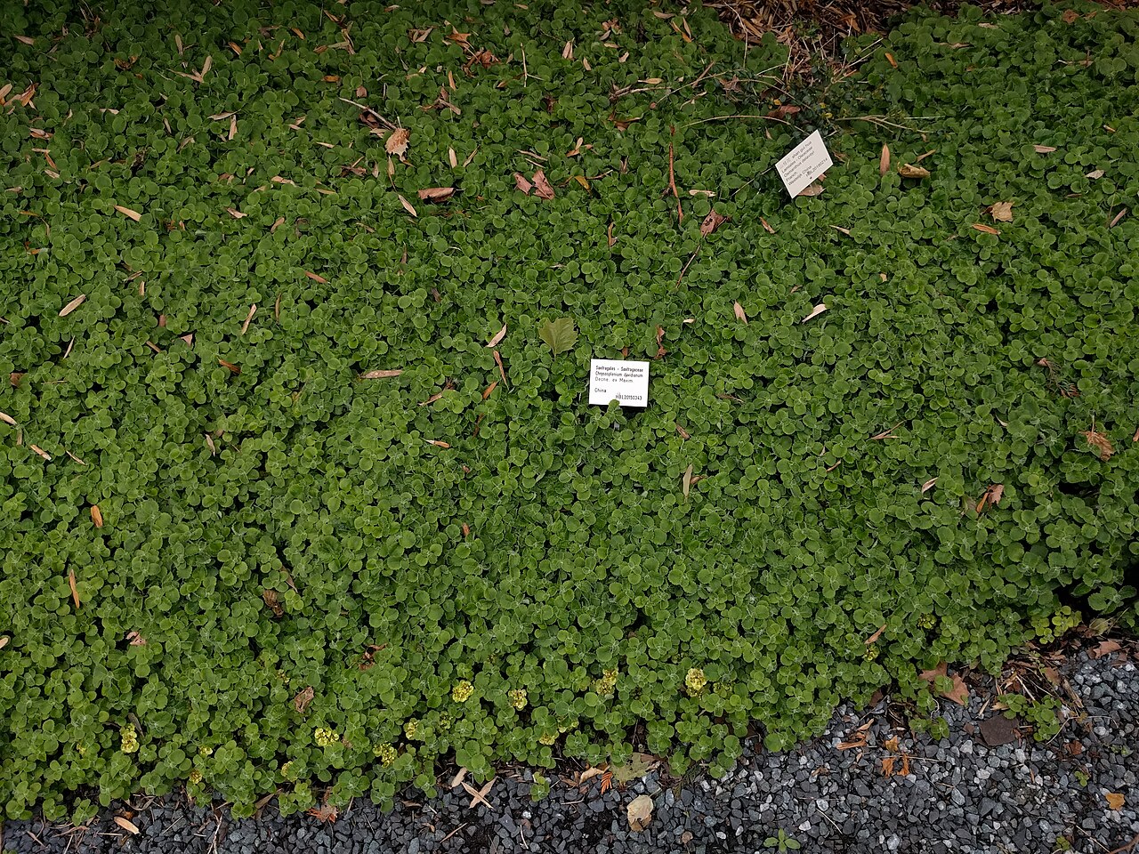 Chrysosplenium davidianum: Hortus botanicus Leiden