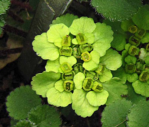 Chrysosplenium davidianum: 鏽毛金腰 Chrysosplenium davidianum [比利時 Ghent University Botanical Garden, Belgium]