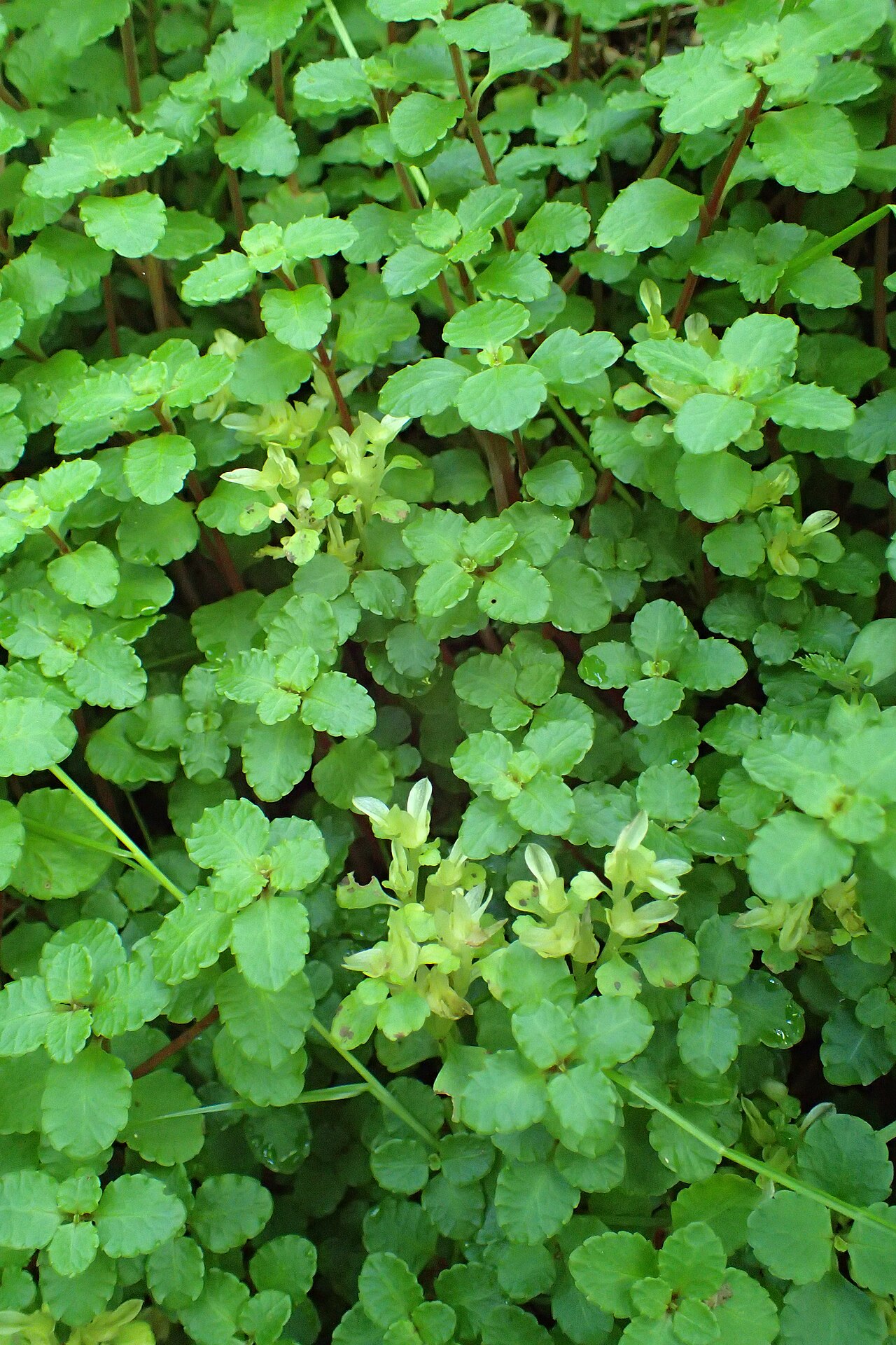 Chrysosplenium dubium: Chrysosplenium dubium in Batumi