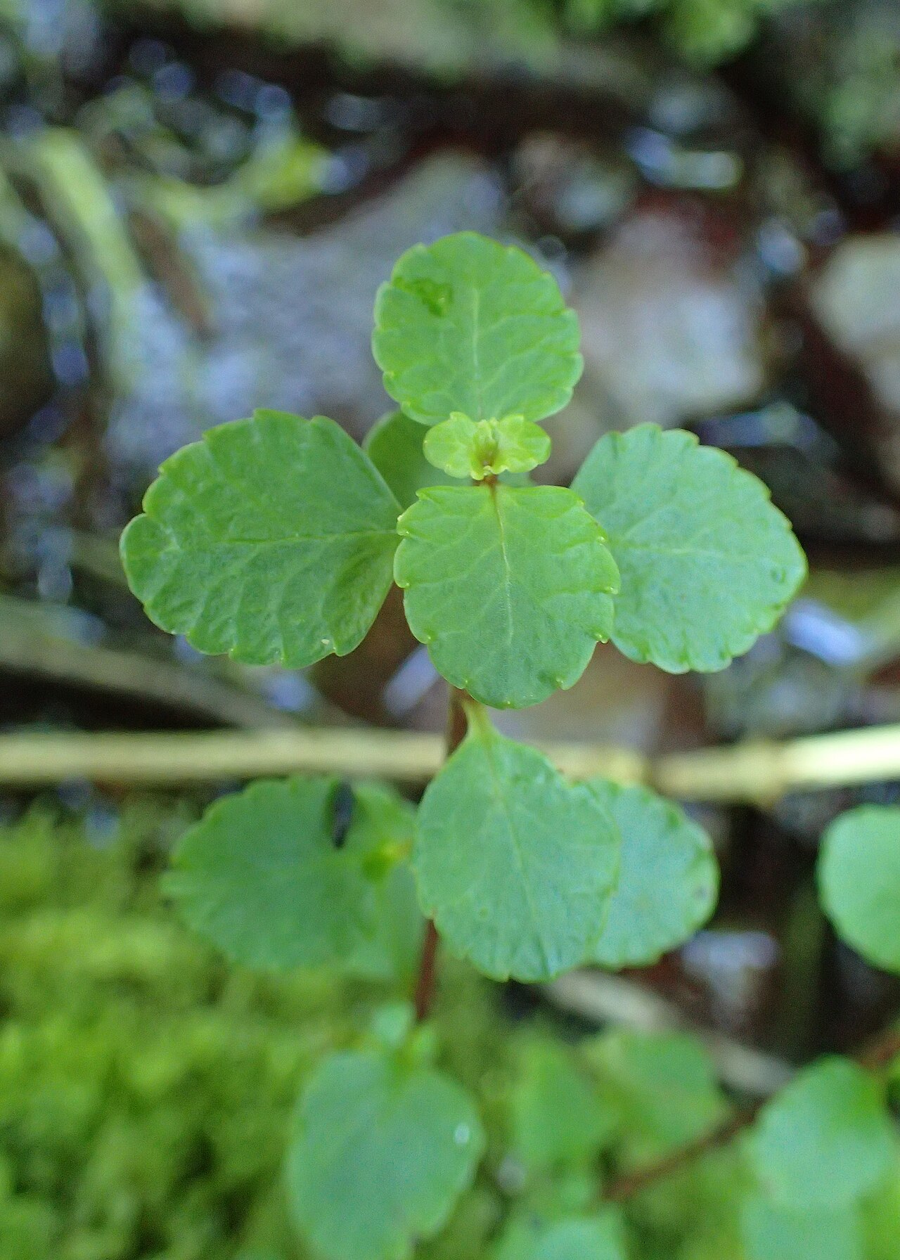 Chrysosplenium dubium: Chrysosplenium dubium in Batumi