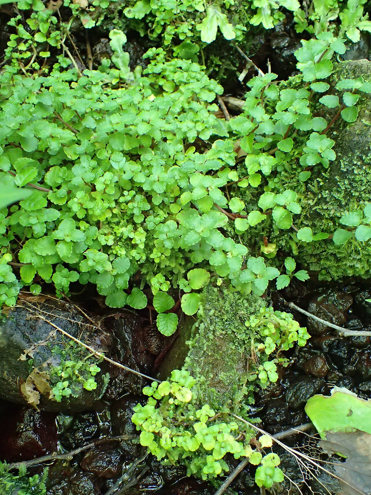 Chrysosplenium dubium: Chrysosplenium dubium in Batumi