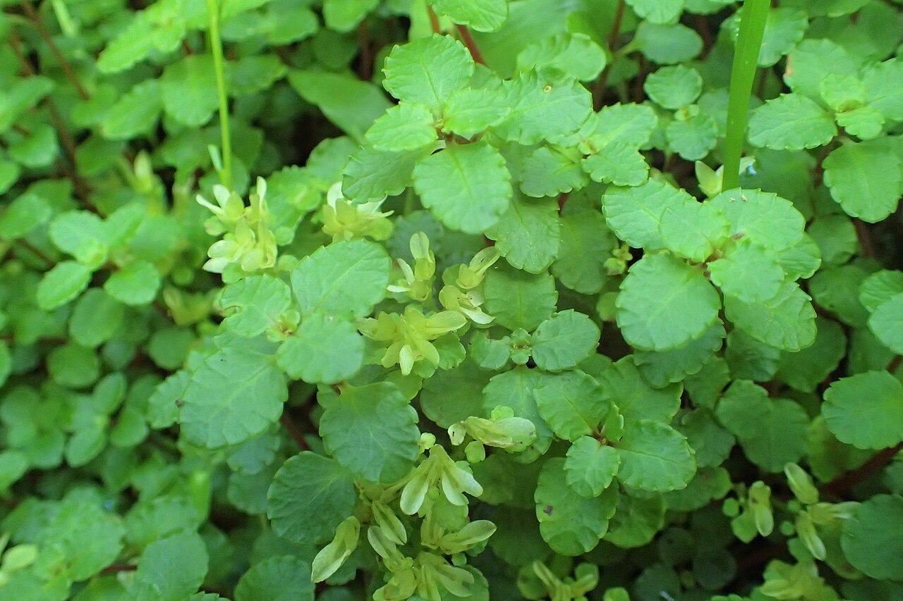 Chrysosplenium dubium: Chrysosplenium dubium in Batumi
