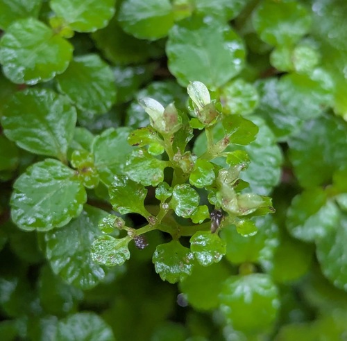 Chrysosplenium dubium (Chrysosplenium dubium)